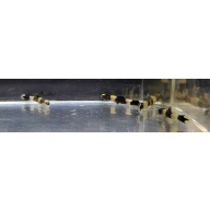 group of 4 panda loaches