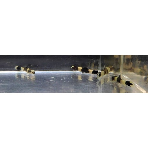 group of 4 panda loaches