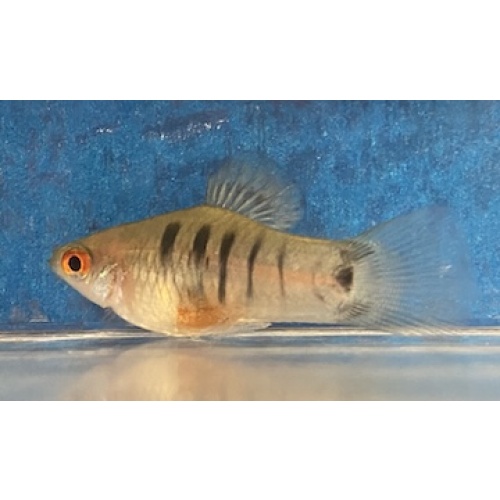 X. maculatus papalaopan