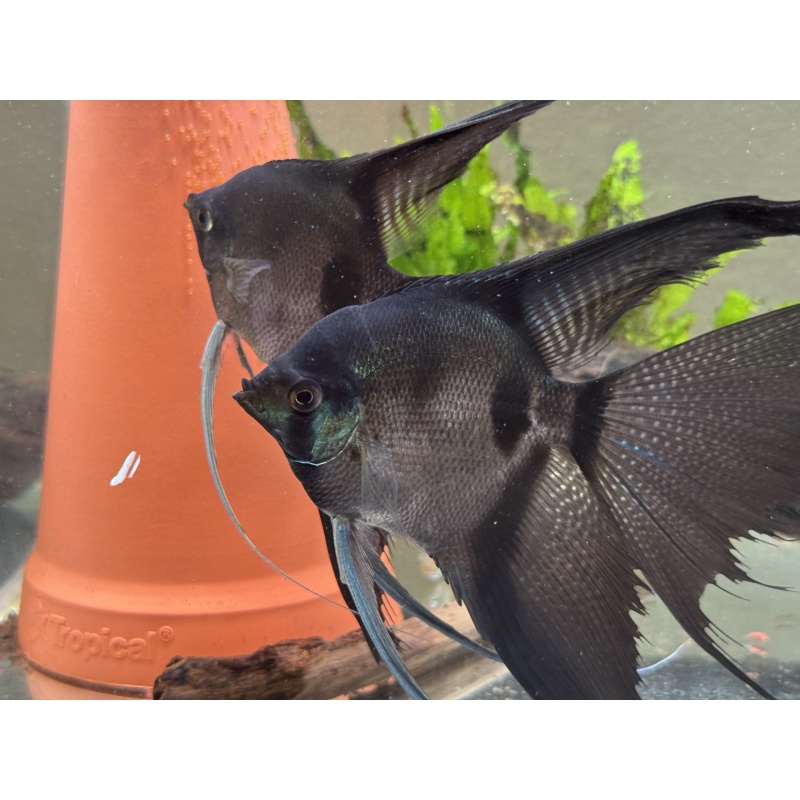 philippine blue angelfish 12 pack, 3 varieties, FREE SHIPPING