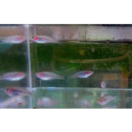 4 parva rainbows