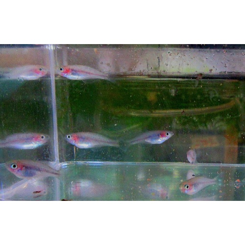 4 parva rainbows