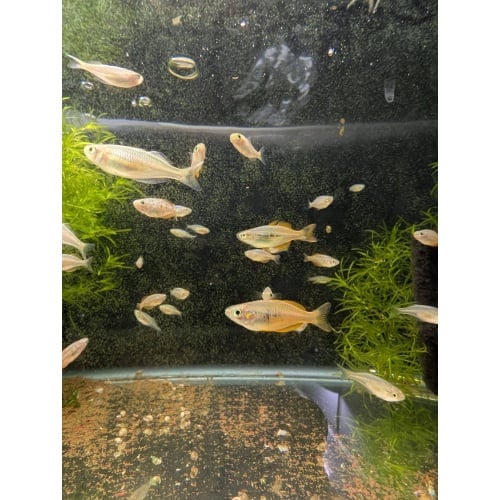 Melanotaenia parva - Lake Parva Rainbowfish - 1 male and 3 females - 60$ with FREE 2day shipping
