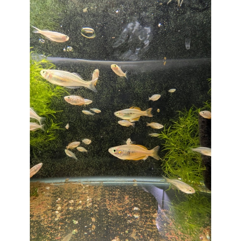 Melanotaenia parva - Lake Parva Rainbowfish - 1 male and 4 females