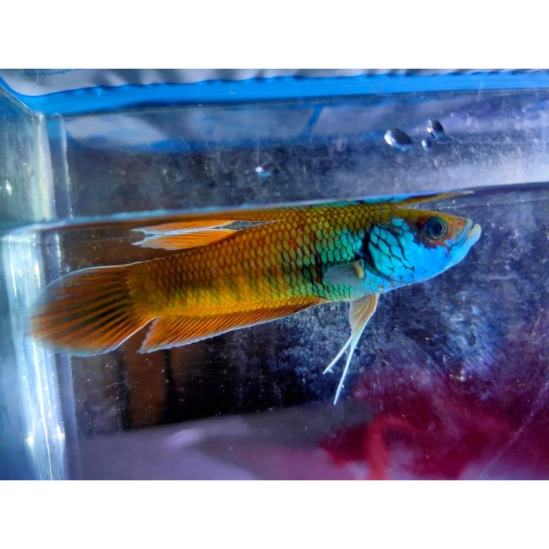 protect from extinction wild betta patoti tanah grogot pair