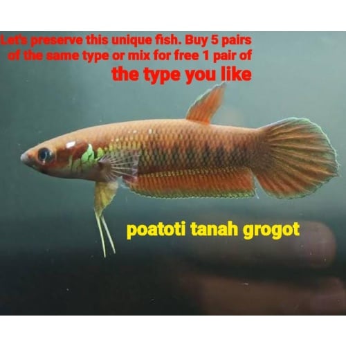 protect from extinction wild betta patoti tanah grogot pair