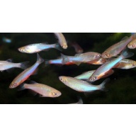 12 pearl danio