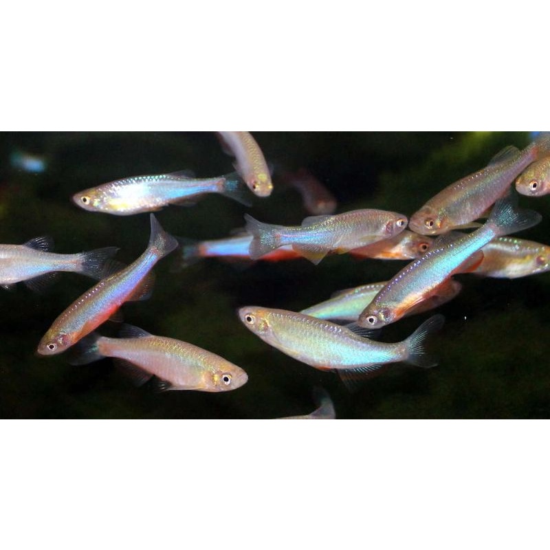 12 pearl danio