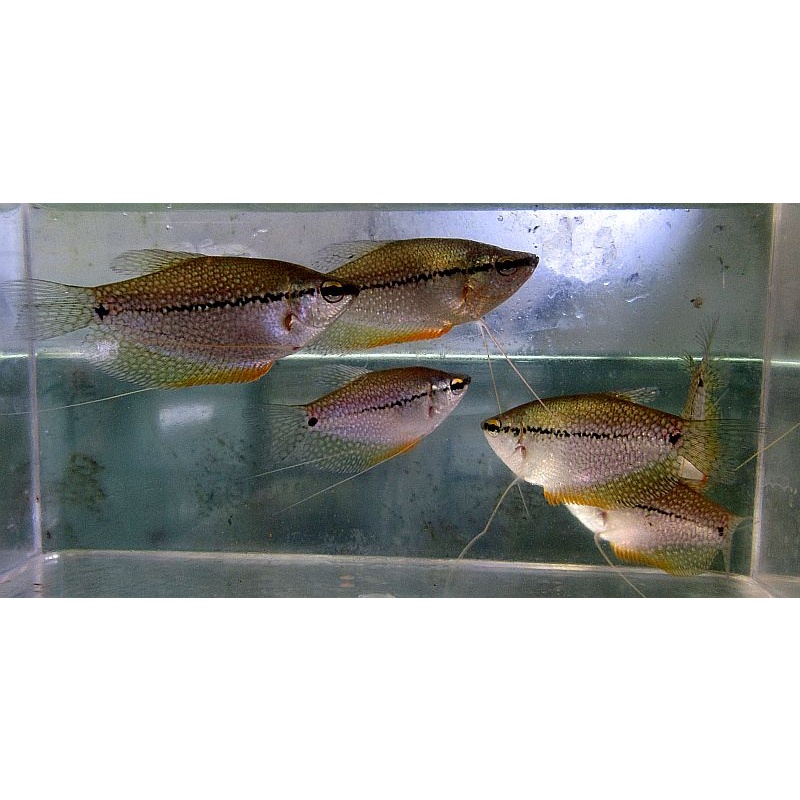 6 pearl gouramis