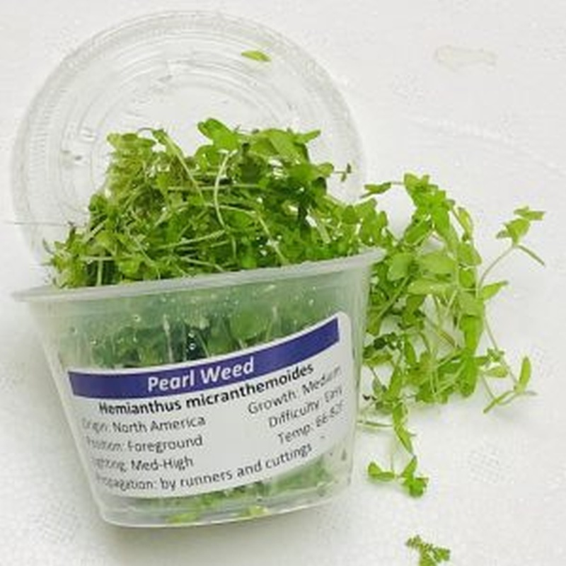 6 cups pearl weed