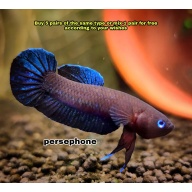 protect from extinction wild betta persephone pair