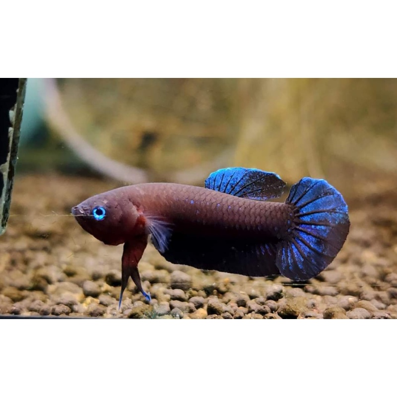 protect from extinction wild betta persephone pair