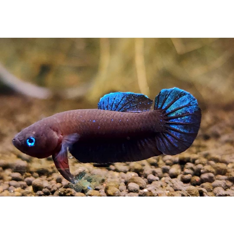 protect from extinction wild betta persephone pair