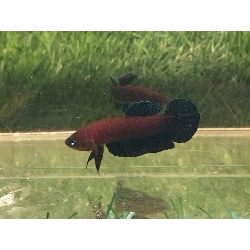 protect from extinction wild betta persephone pair