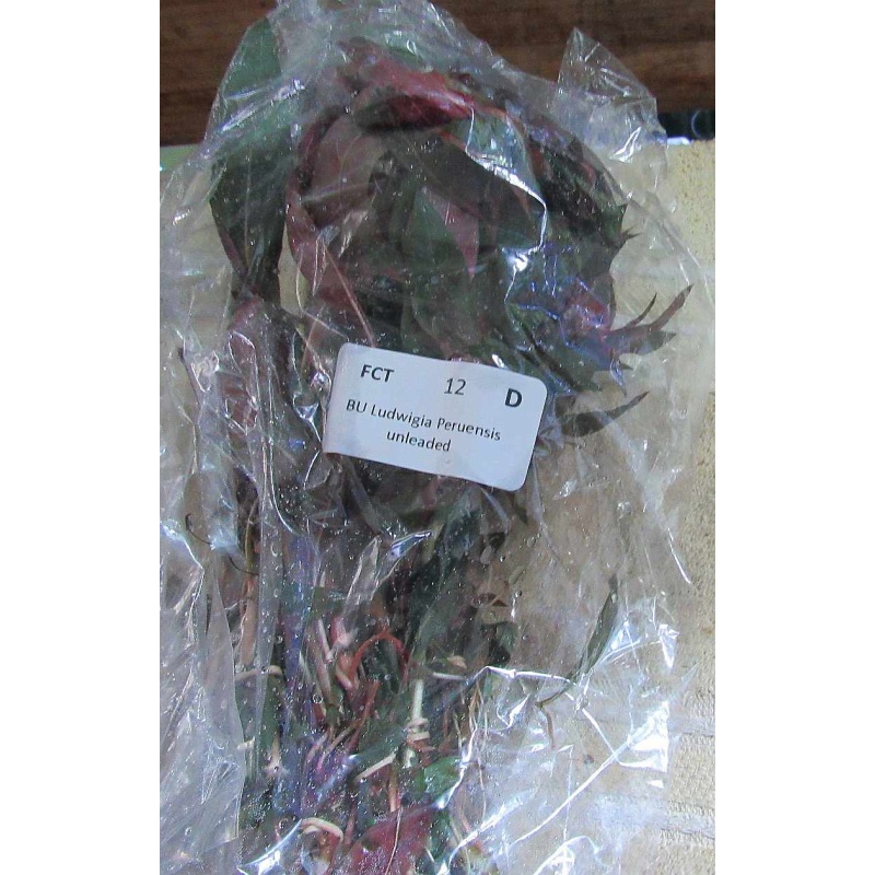 12 bunches, 36 plus stems of peruensis ludwigia