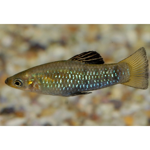 Limia perugiae