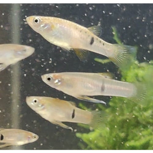 Pair F1 Phalloceros Caudimaculatus