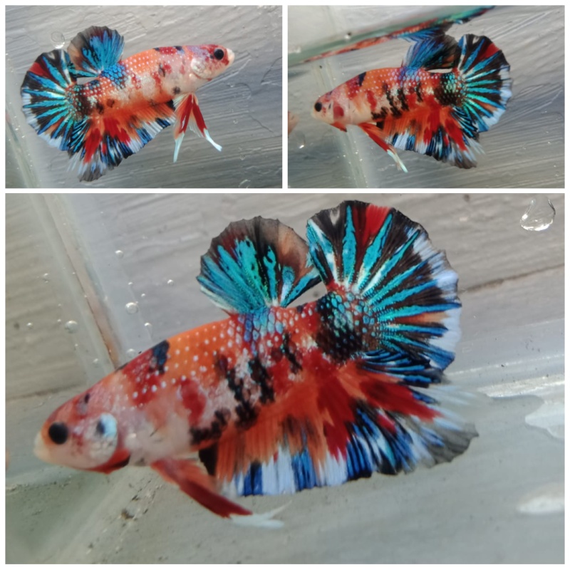 METTALIC MULTYCOLOR "LOVE/LIKE/LIVE"