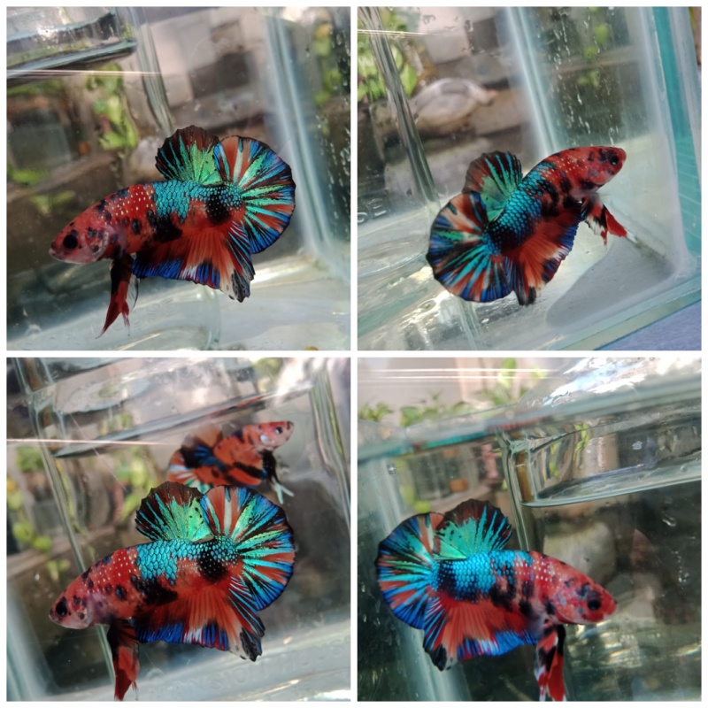METALLIC MULTYCOLOR