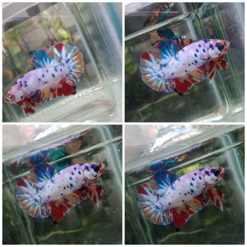 CANDY NEMO
