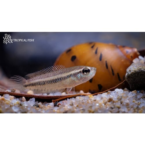3x Microsphromenus sp. "Pho Xua Gourami" WILD XXS
