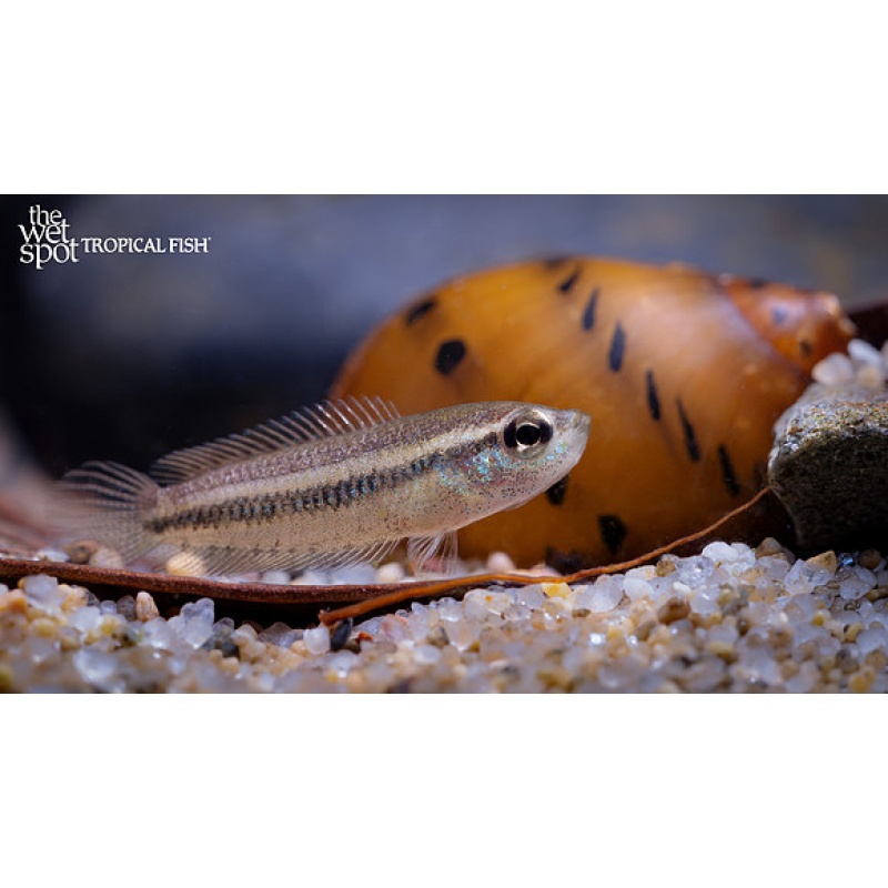 3x Microsphromenus sp. "Pho Xua Gourami" WILD XXS