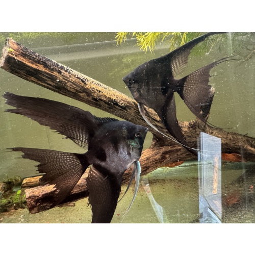 Super Nice Proven Veiltail Pinoy Angelfish Pair 2, 1st spawn