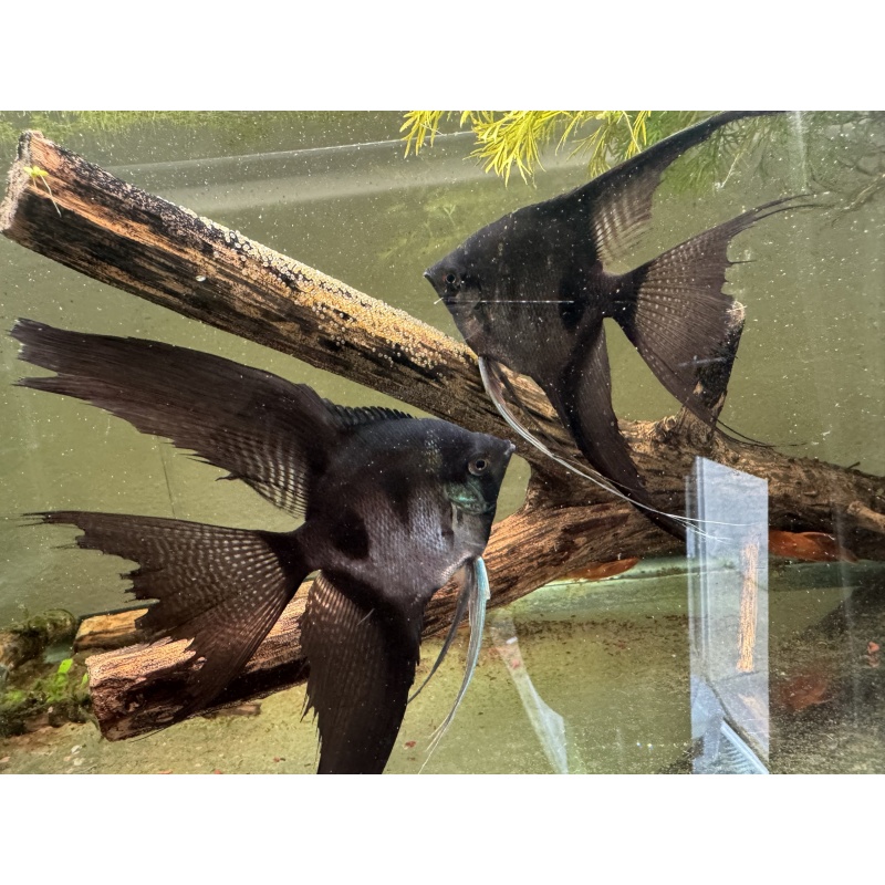 Super Nice Proven Veiltail Pinoy Angelfish Pair 2, 1st spawn