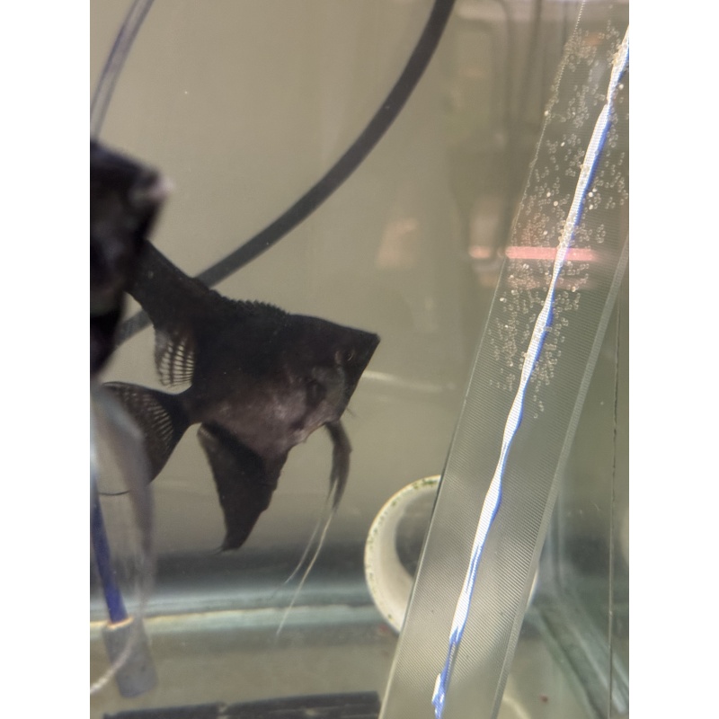 Proven Pinoy Angelfish Breeding Pair, 1st spawn