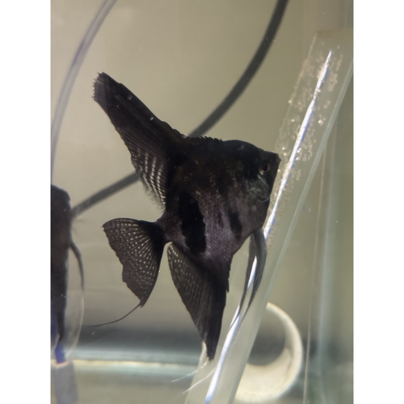 Proven Pinoy Angelfish Breeding Pair, 1st spawn