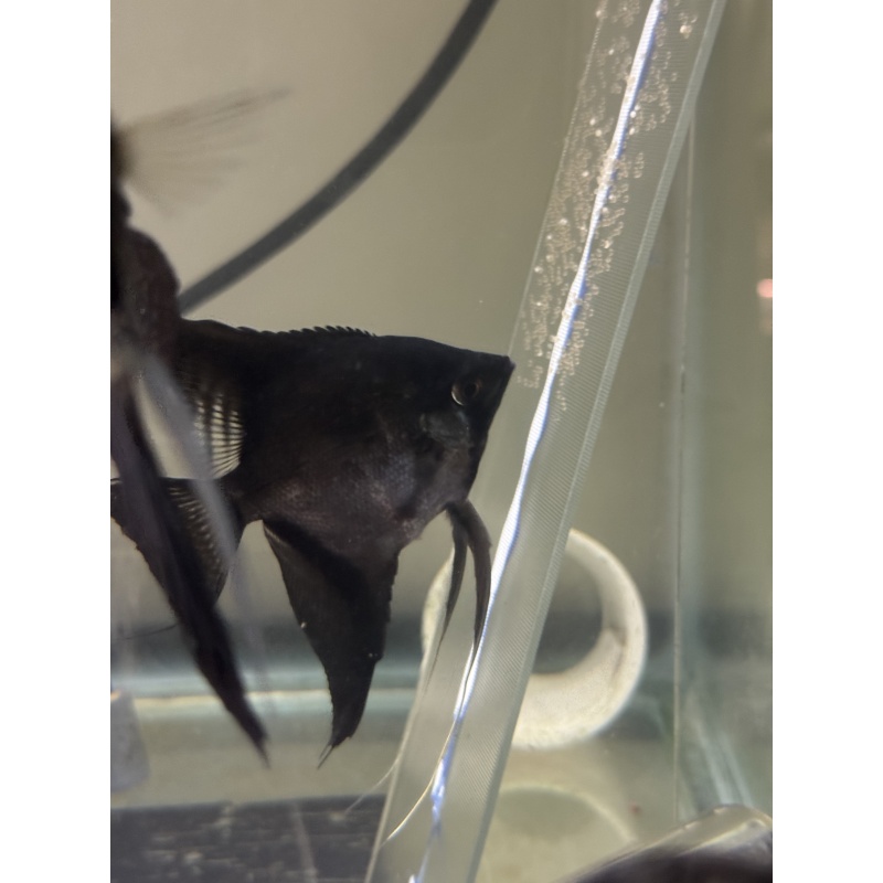 Proven Pinoy Angelfish Breeding Pair, 1st spawn