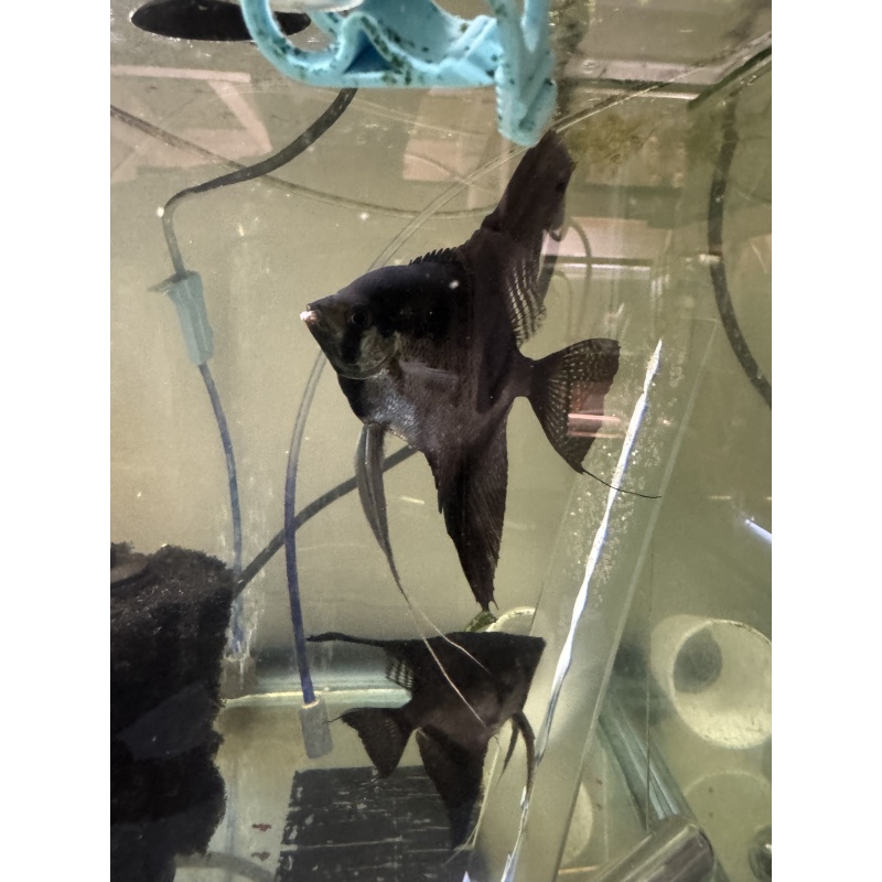 Proven Pinoy Angelfish Breeding Pair, 1st spawn