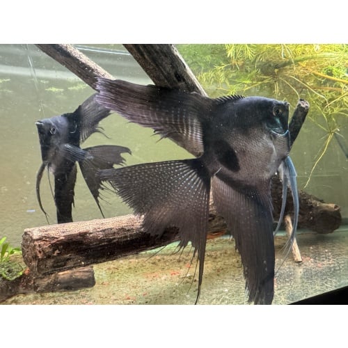 Nice Proven Veiltail Pinoy Angelfish Pair , 1st spawn, FREE FEDEX 2 DAY SHIPPING
