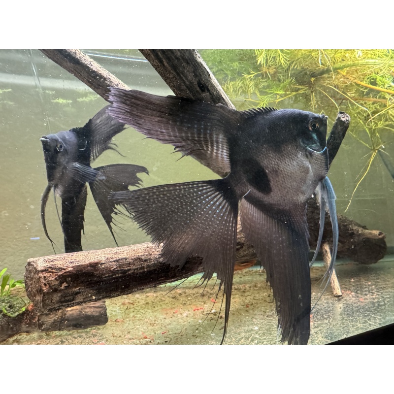 Nice Proven Veiltail Pinoy Angelfish Pair , 1st spawn, FREE FEDEX 2 DAY SHIPPING
