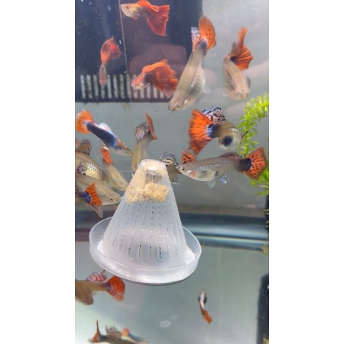 7 jumbo strain of  the Red Tuxedo Guppies