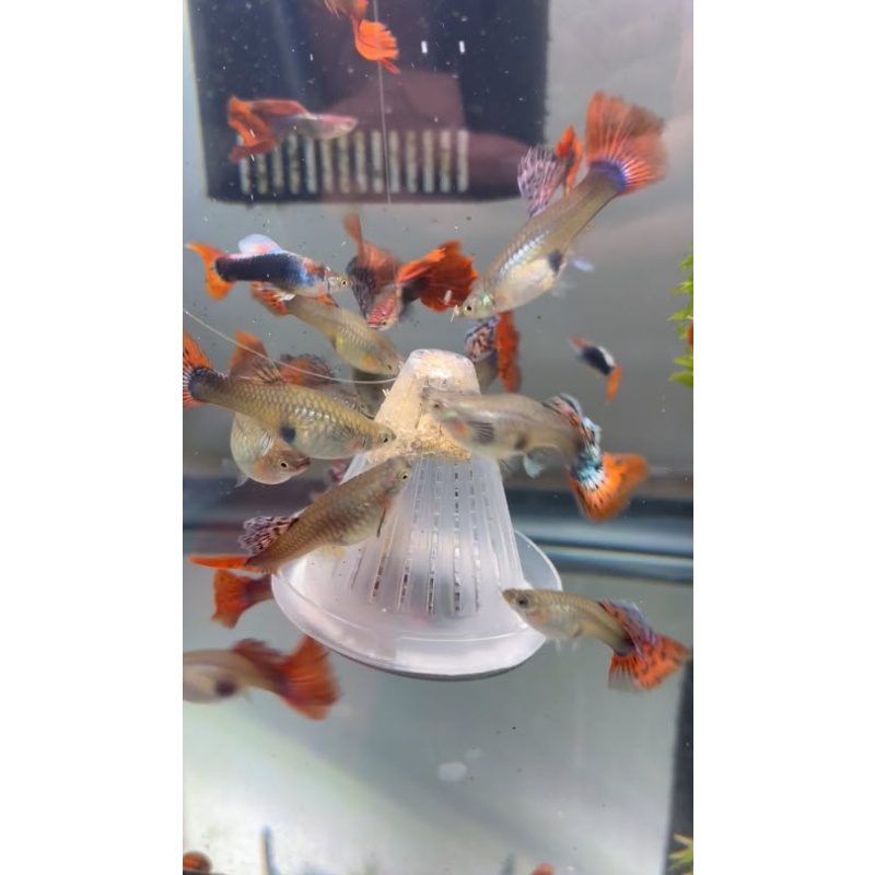 7 jumbo strain of  the Red Tuxedo Guppies