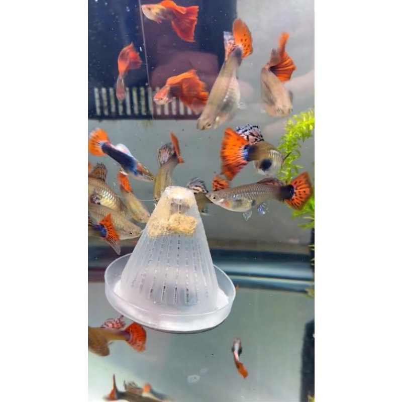 7 jumbo strain of  the Red Tuxedo Guppies