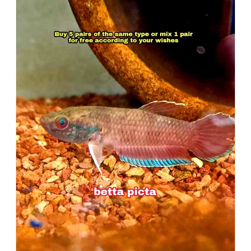 protect from extinction wild betta picta pair