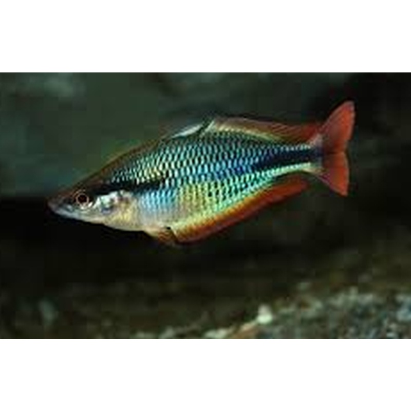 4 unsexed picta aru II rainbows