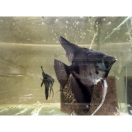 Proven Pinoy Angelfish Pair1, 1st spawn.