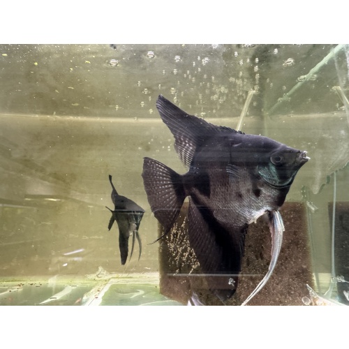 Proven Pinoy Angelfish Pair1, 1st spawn.