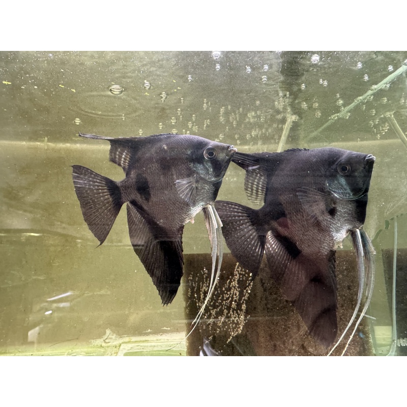 Proven Pinoy Angelfish Pair1, 1st spawn.