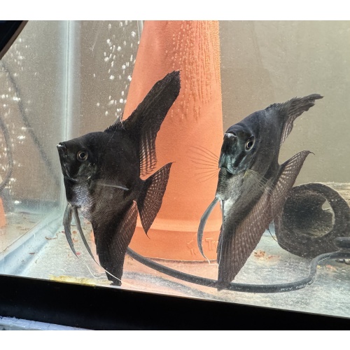 Proven Pinoy Angelfish Breeding Pair2, 1st spawn, live aquarium fish