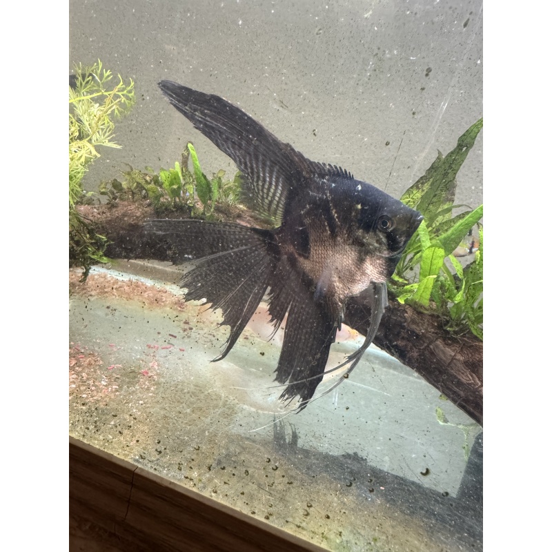 Super Nice Proven Veiltail Pinoy Angelfish Pair1, 1st spawn, FREE FEDEX 2 DAY SHIPPING