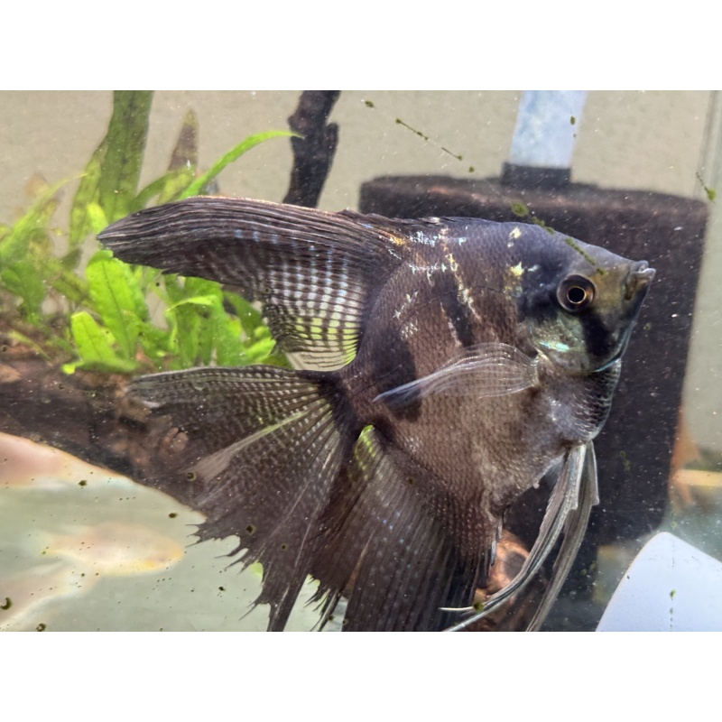 Super Nice Proven Veiltail Pinoy Angelfish Pair1, 1st spawn, FREE FEDEX 2 DAY SHIPPING