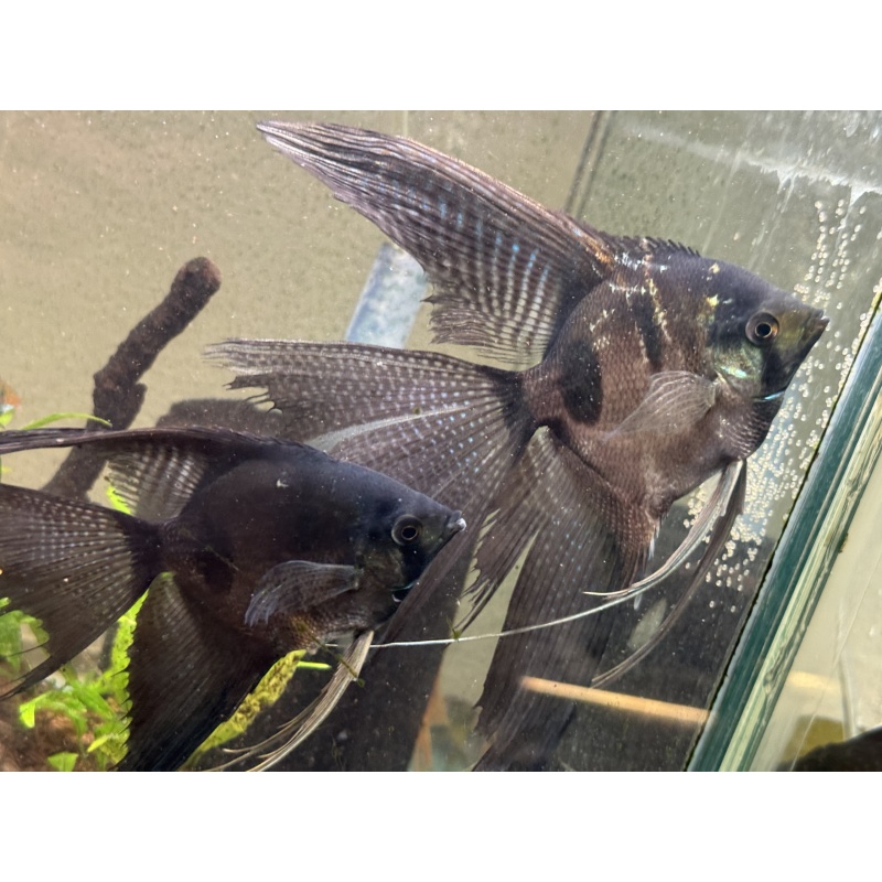 Super Nice Proven Veiltail Pinoy Angelfish Pair1, 1st spawn, FREE FEDEX 2 DAY SHIPPING