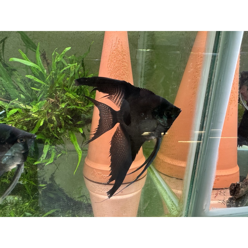 Nice Proven Veiltail Pinoy Angelfish Pair 1, 1st spawn