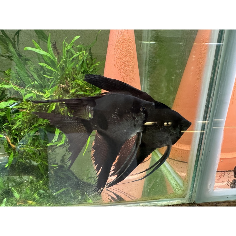 Nice Proven Veiltail Pinoy Angelfish Pair 1, 1st spawn