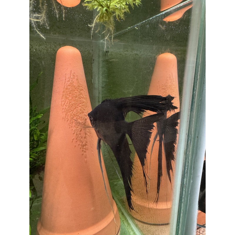 Nice Proven Veiltail Pinoy Angelfish Pair 1, 1st spawn