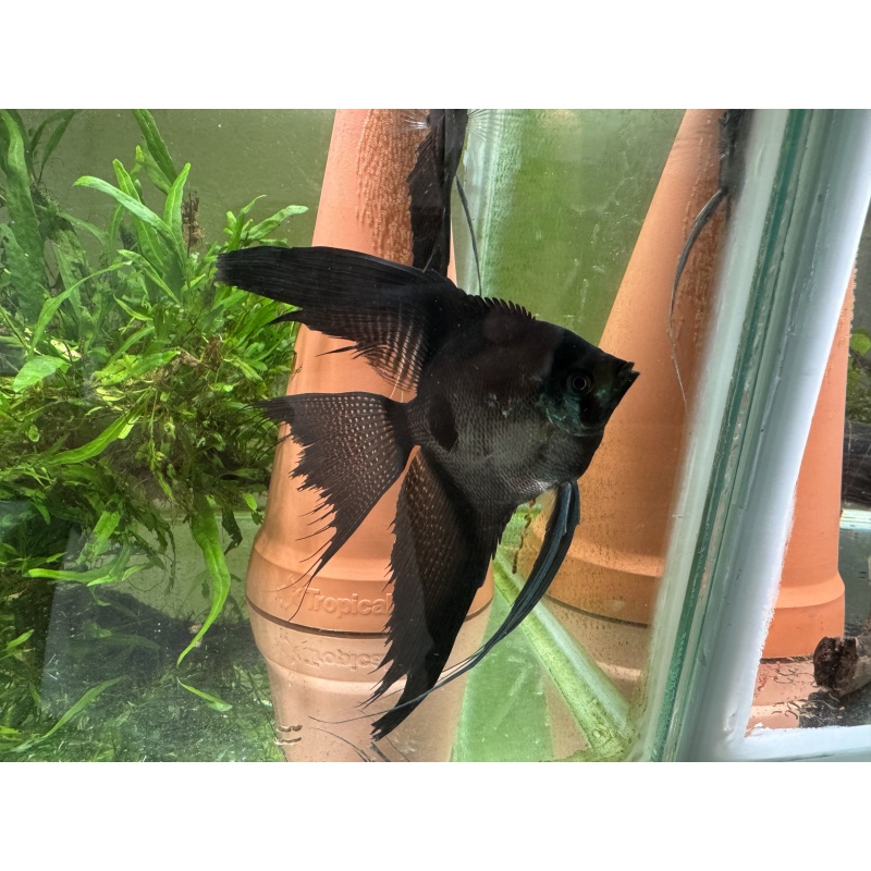 Nice Proven Veiltail Pinoy Angelfish Pair 1, 1st spawn